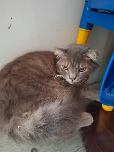 Adoção de gatos