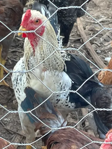 Galo caipira jovem 
