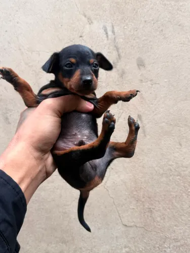 Filhotes de Pinscher