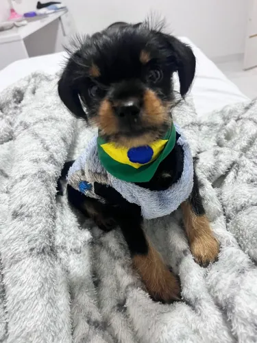 Vendo um filhote de Yorkshire macho 2 meses 