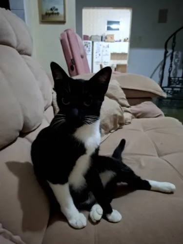 Para adoção: Gata carinhosa já castrada