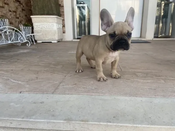 Bulldog Francês pirata, preto, creme, chame pelo what'