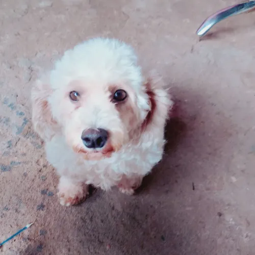 Cachorra poodle
