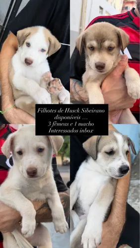 Husck siberiano 