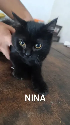 GATOS PARA DOAÇÃO OBS: TODAS SÃO FÊMEAS