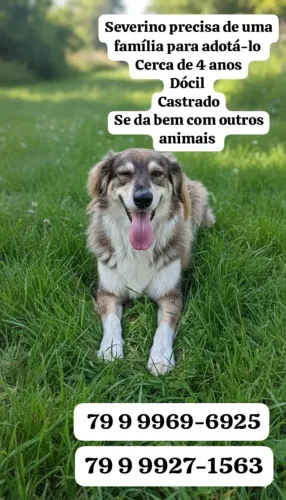 Adoção urgente 