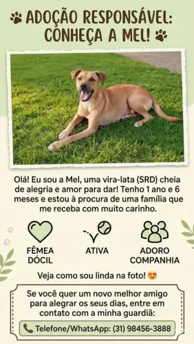 Doa - se uma cadela vira lata caramelo super dócil e carinhosa.
