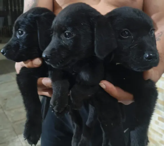 Para vender rápido Labrador!
