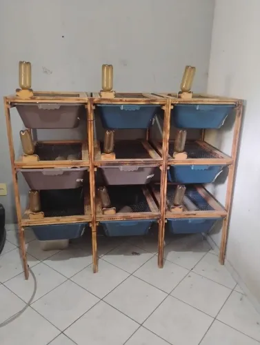 Biotério para ratos
