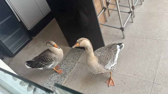 Vende-se ovos galados de ganso 