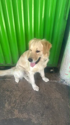 Fêmea golden retriever 1 ano e 7 meses - DOAÇÃO 