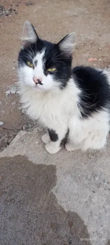 Gatinha pra doação