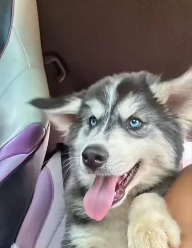 HUSKY SIBERIANO