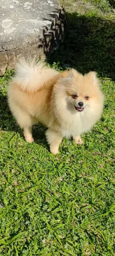 Macho de Lulu da Palmerania
