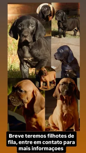 Filhote de fila brasileiro 