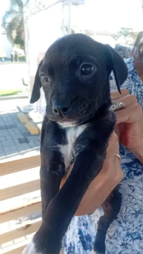 Doação de cachorro