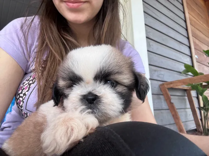 Vende se filhote de Shih Tzu