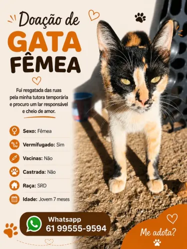 Doação de gata fêmea
