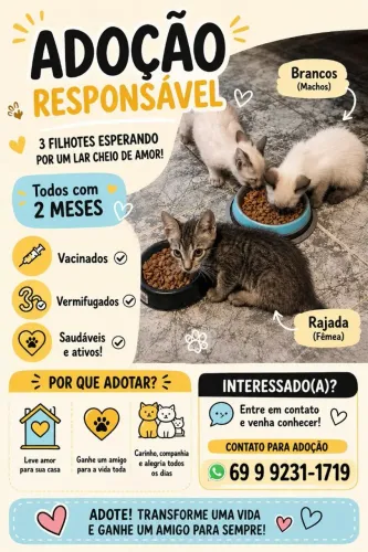 Doação Gatos
