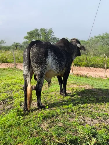 Animal 