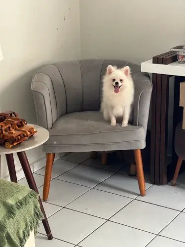Macho Spitz alemão porte pequeno