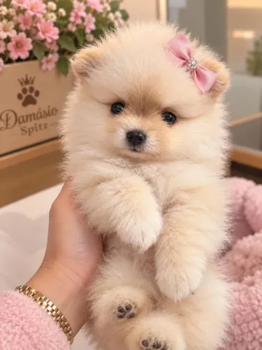 Lulu da pomerânia >spitz Alemão @@