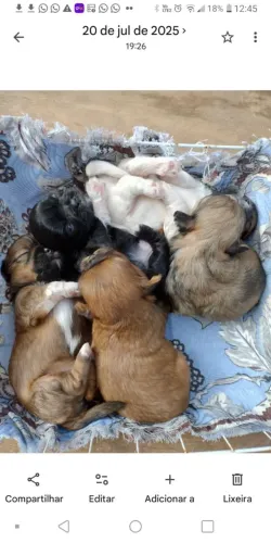 Filhote Femea de Cachorro Shih tzu