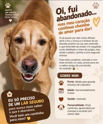 Doação Labrador - 4 anos