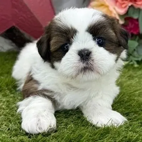 shih tzu bem pequenos e peludos um amor verdadeiro