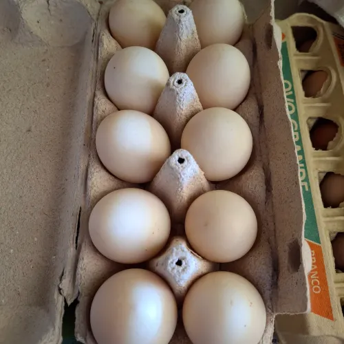 Ovos de pata