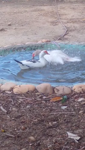 Patos
