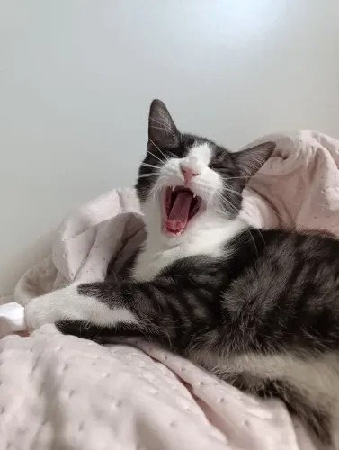 Gato macho castrado 6 meses