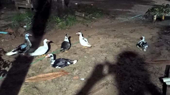 CASAIS DE PATOS 