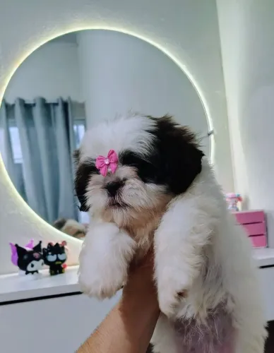 Shih Tzu fêmea fígado micro