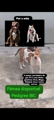PITUBULL MONSTER COM PEDIGRRE FEMEA