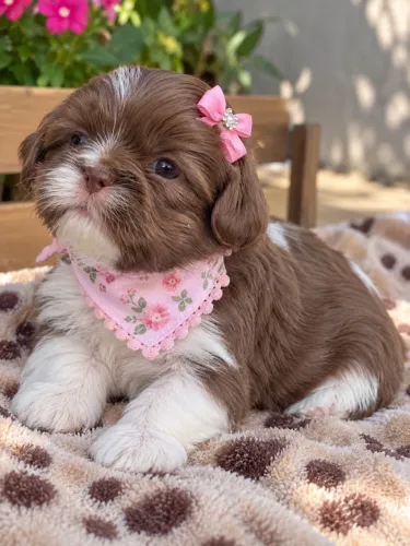 Incríveis bebês de Shih tzu fêmea chocolate 