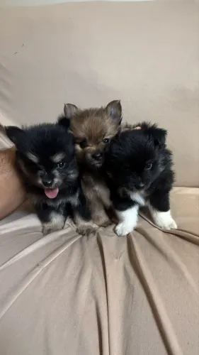 Lulu da Pomerania / Spitz Alemão