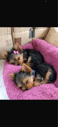 Cachorrinho york