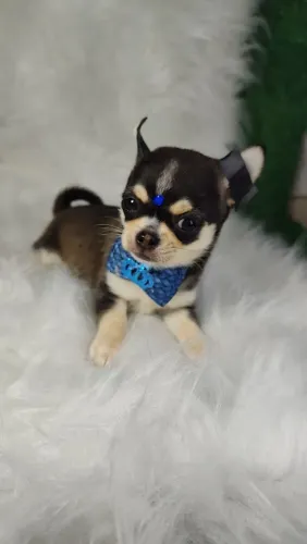 CHIHUAHUA macho pelo curto agouti marcação Husky