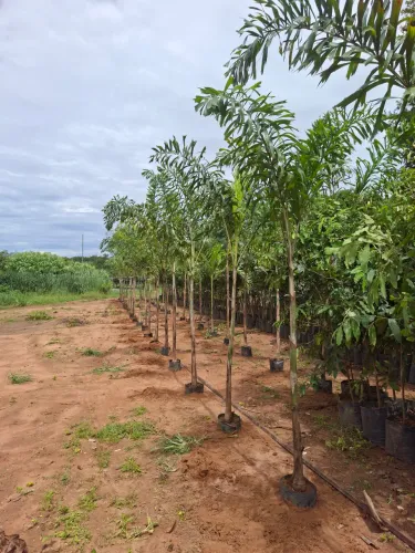 Palmeira rabo de raposa