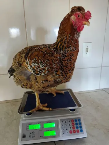 Galinha Balao tradicional