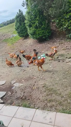 Galinha caipira 