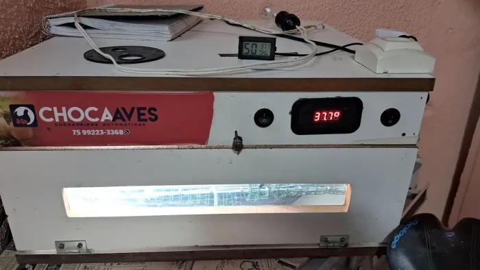 Chocadeira elétrica mais matrizes de ovos gelados são 22 fêmeas e 7 machos