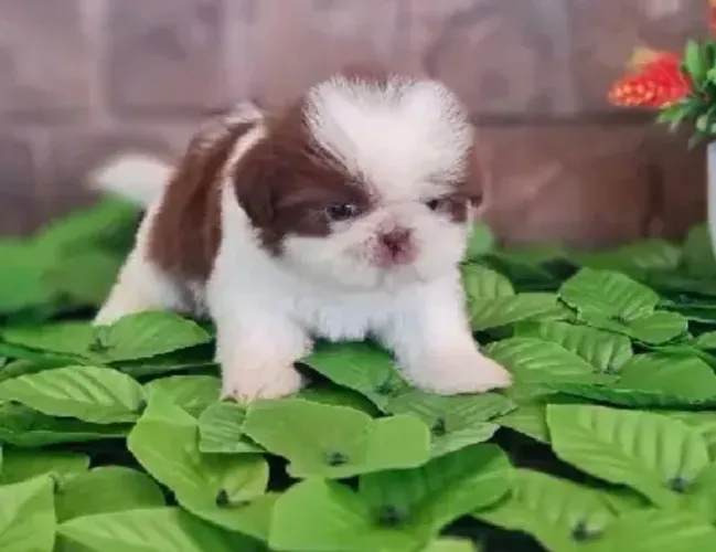 Shih tzus filhotes mini lindos reserve o seu melhor preço da região