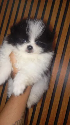 Cachorro
