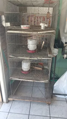 Vendo pinteiro 3 andares