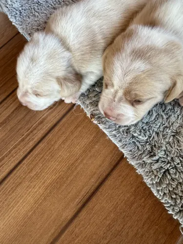 Filhotes de Beagle bicolor