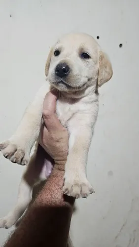 Filhote de labrador Retrivier