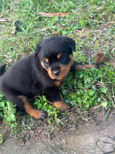 Filhotes de ROTWEILLER com pais GRANDES E CABEÇUDOS