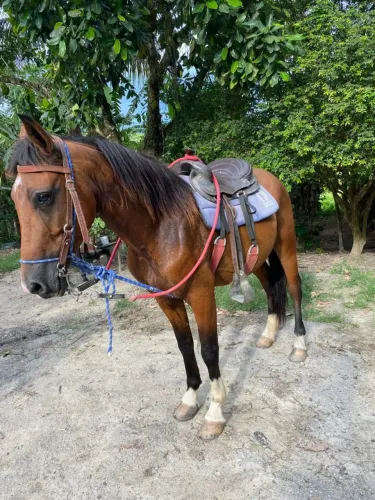Cavalo 